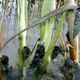 Image for article titled Snails once flew over Mexico (in the bellies of birds)